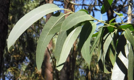 La Hoja De Aguacate Y Sus Propiedades Medicinales Revista La Campina