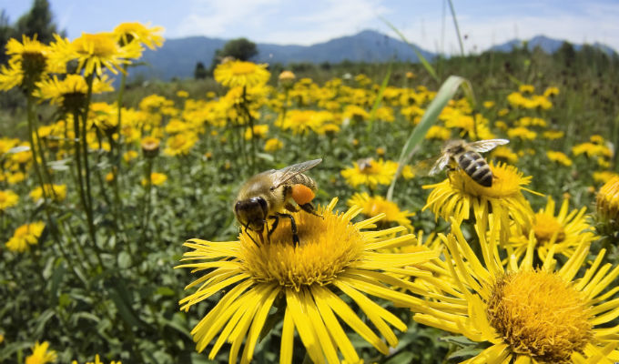 Entre flores y abejas, apicultura mexicana - Revista la Campiña