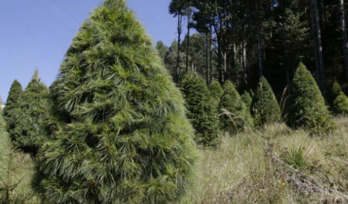 Árboles de Navidad naturales, negocio que ayuda a crecer los bosques -  Revista la Campiña