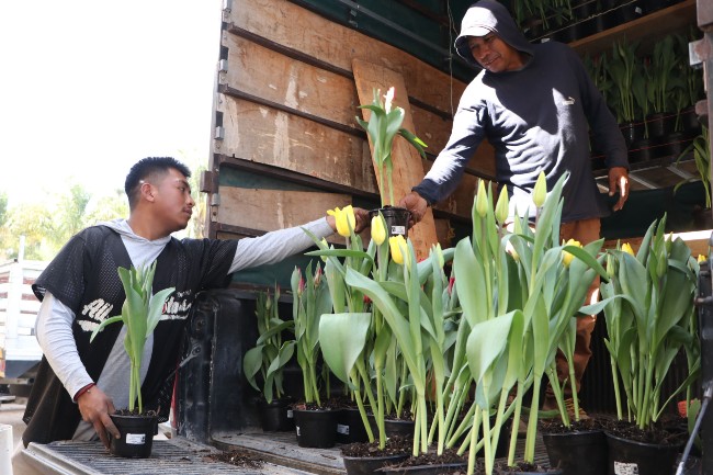 Atlixco, de manteles largos para la temporada de tulipanes - Revista la  Campiña