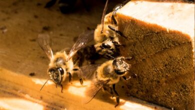 Fotografía: Gobierno de México